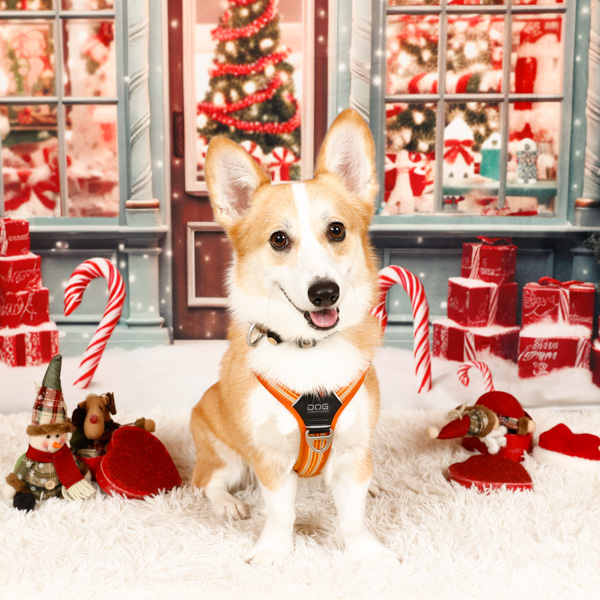 2025年12月受賞者