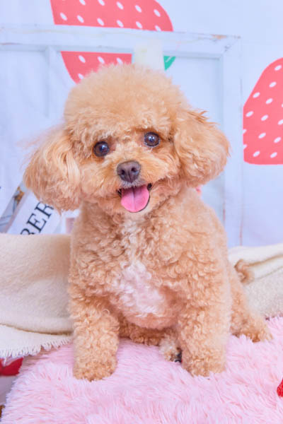 グランプリ ベルちゃん
