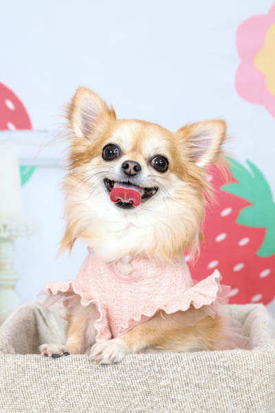 グランプリ ココちゃん