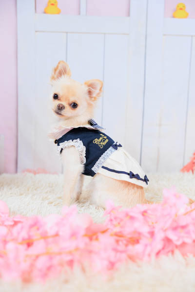 グランプリ cherieちゃん