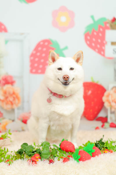 グランプリ 華ちゃん