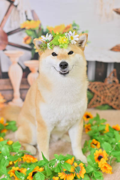 グランプリ のこちゃん