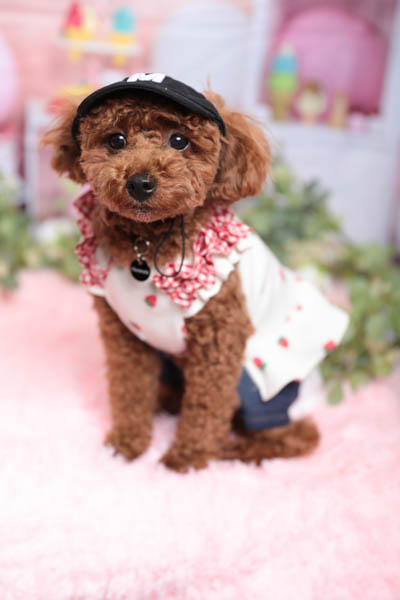グランプリ マリーちゃん