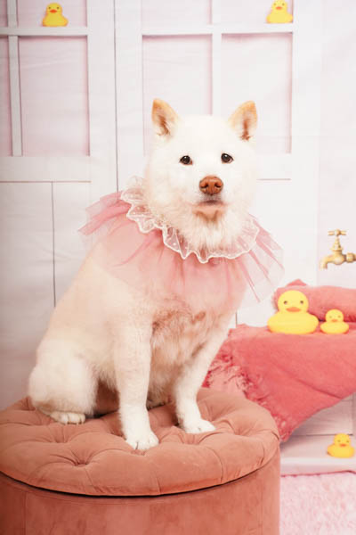 ワンコの写真 1life_dogcafe @1life_garden 8月28日(木)ご来店ワンちゃん