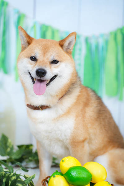 グランプリ きなこちゃん