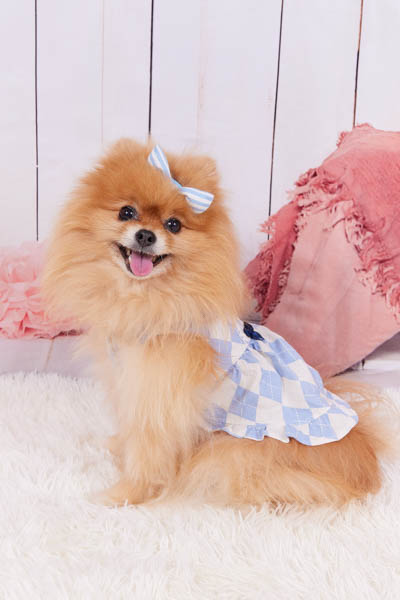 グランプリ ルナちゃん