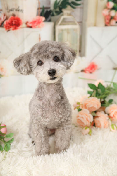 2025年8月2日
 DCM21岐南店グランプリ らるくん