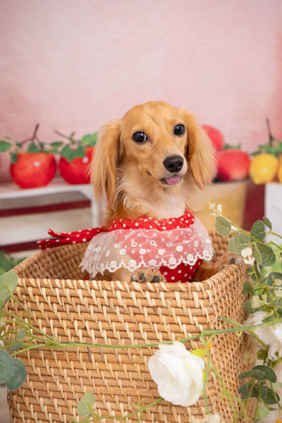 2025年8月2日
 DCM岡山店グランプリ ルナちゃん