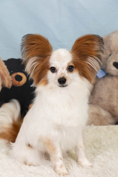 グランプリ 藍くん