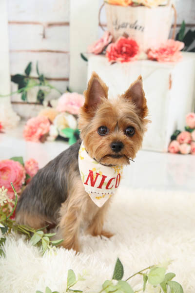 2025年8月3日
 DCM岡崎南店グランプリ にこちゃん