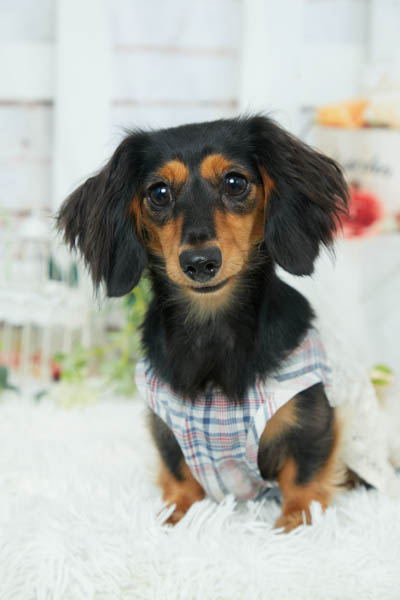 2025年8月9日
 DCMペット&グリーン東町店グランプリ そらちゃん