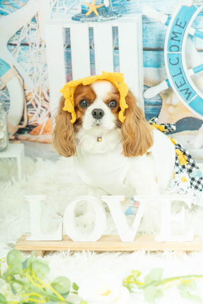 2025年8月9日
 DCM明石店グランプリ ベルちゃん