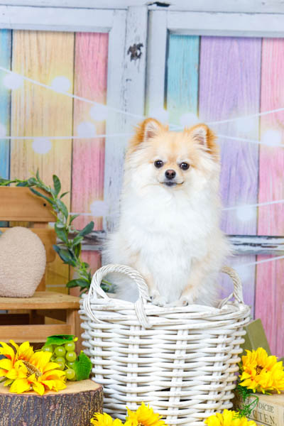 グランプリ らむちゃん