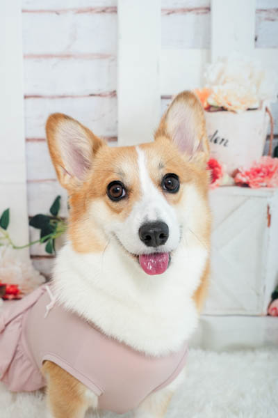 グランプリ ニーニーちゃん