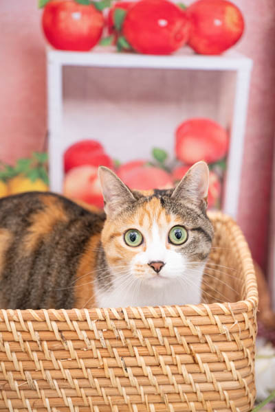 グランプリ 日和ちゃん