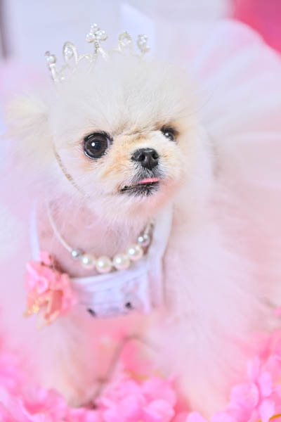 2025年8月16日
 DCM美沢店グランプリ ぷっちちゃん