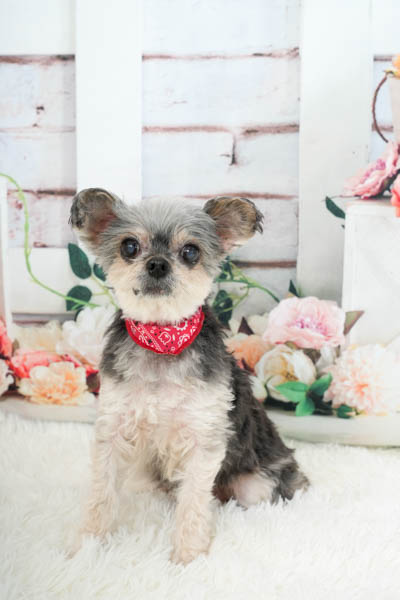 グランプリ コナちゃん