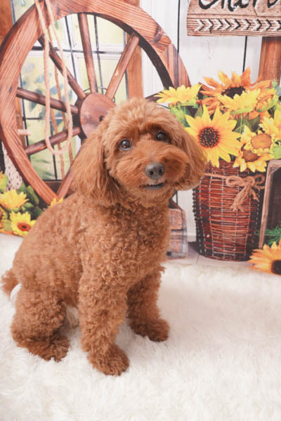 グランプリ めいちゃん