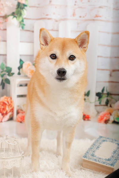 グランプリ るるちゃん