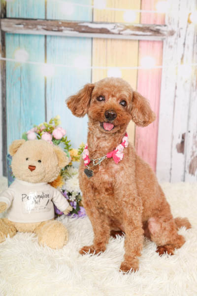 2025年9月6日
グッデイ植木店グランプリ ココちゃん