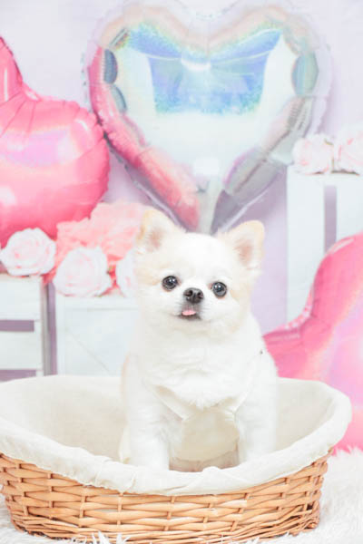 グランプリ パトラくん