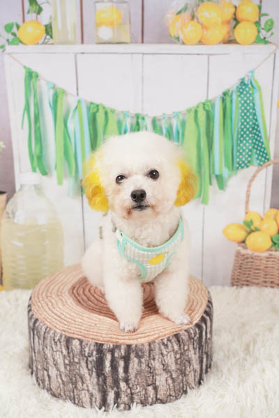 グランプリ みたらしだんごくん