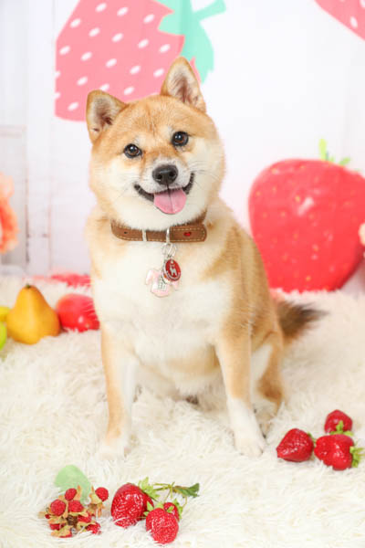 2025年9月7日
グッデイ菊池店グランプリ レイちゃん