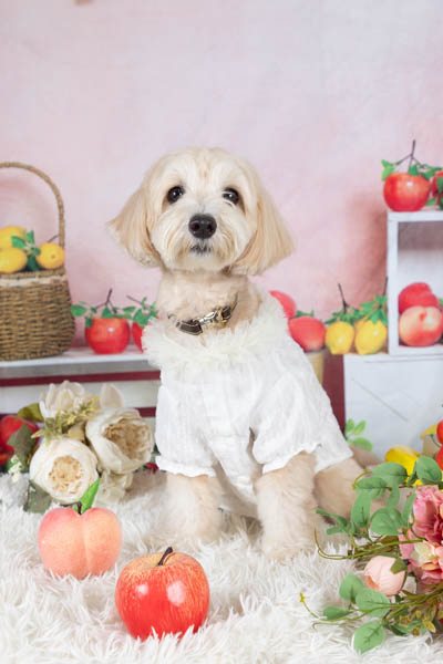 2025年9月13日
 DCM富士吉田店グランプリ シエルくん