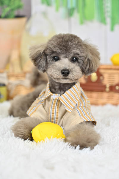 2025年9月13日
グッデイ古賀千鳥店グランプリ まろんくん