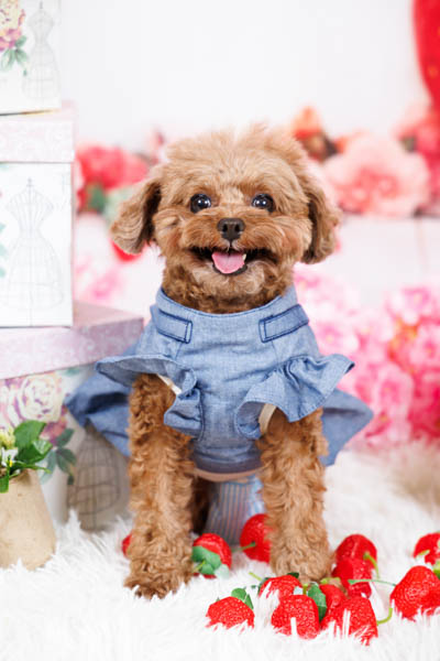 2025年9月13日
グッデイ中津店グランプリ Tikちゃん