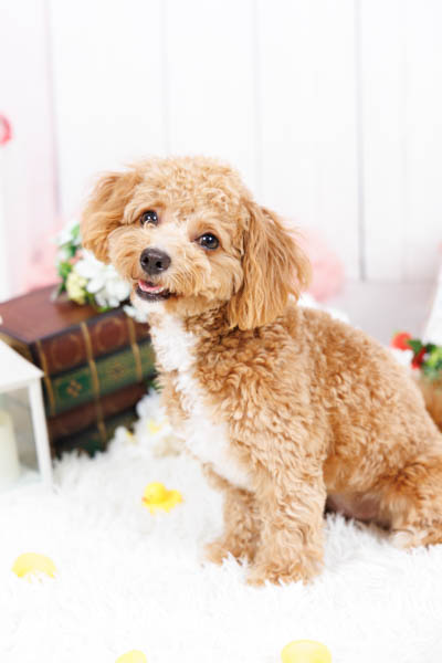 2025年9月14日
グッデイ宇佐北店グランプリ ぷりんちゃん