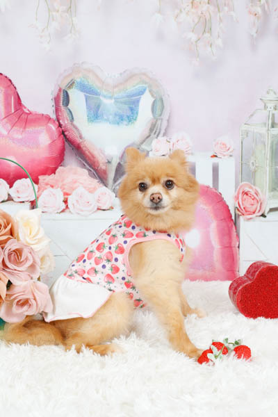 2025年9月15日
 DCM唐木田店グランプリ あこちゃん