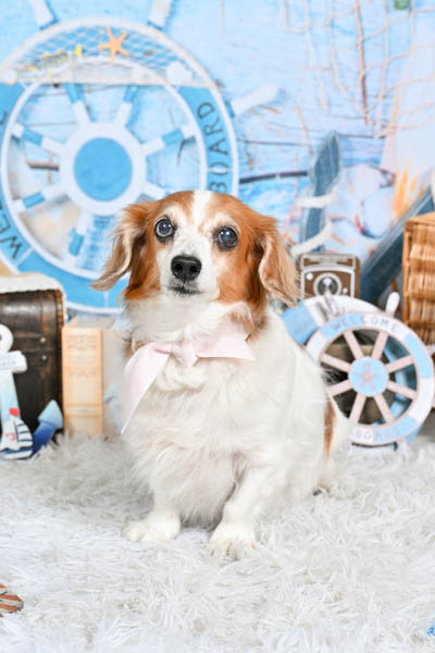 2025年9月14日~9月15日
グッデイ須玖店グランプリ クオレちゃん