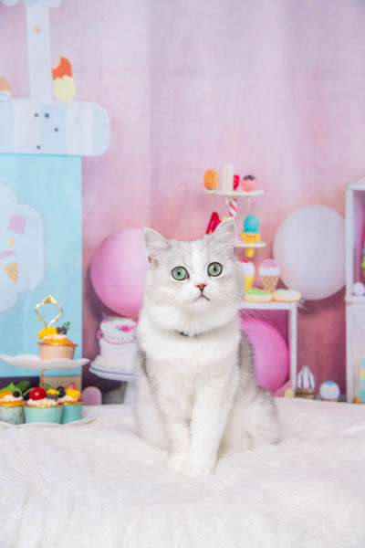 2025年9月20日
 DCM神栖店グランプリ シルバくん