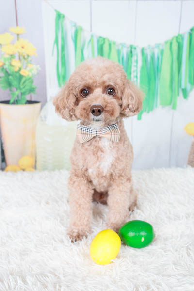 2025年9月20日ジョイフル本田幸手店グランプリ ロイくん