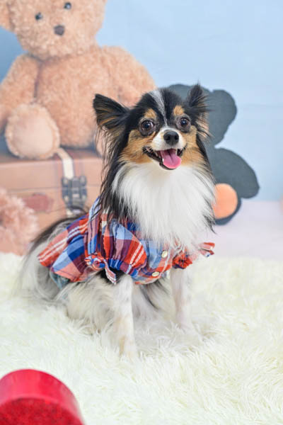 2025年9月21日
 DCMペット&グリーン本山店グランプリ アンズちゃん