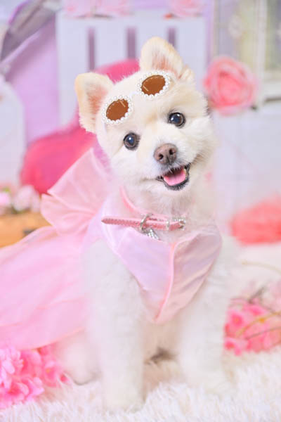 2025年9月21日
 DCM川島店グランプリ モコちゃん