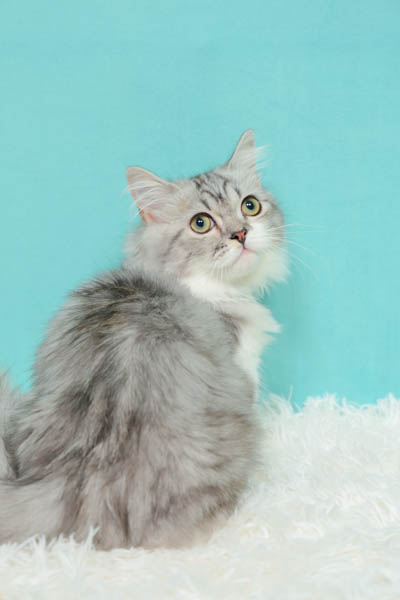 2025年9月21日
 DCM名取店グランプリ ミルクくん