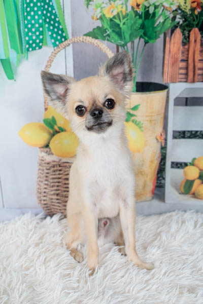 2025年9月21日ジョイフル本田千葉店グランプリ 空大くん