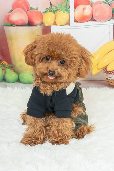 グランプリ ポポくん