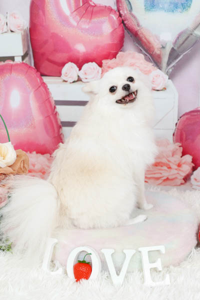 グランプリ ルルちゃん