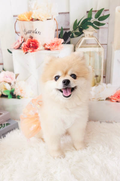 2025年9月23日
 DCMさいたま蓮沼店グランプリ まろんちゃん