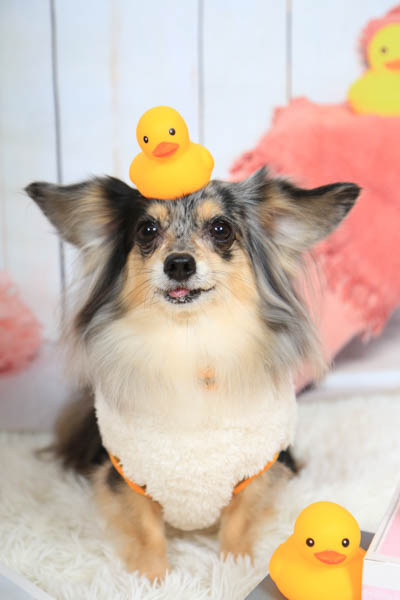 2025年9月23日
 DCMなんば店グランプリ きなこちゃん