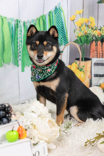 2025年9月23日
 DCM佐原店グランプリ まろ吉くん