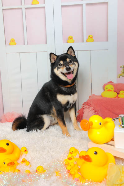 2025年9月27日
 DCM泉市名坂店グランプリ 麻呂くん