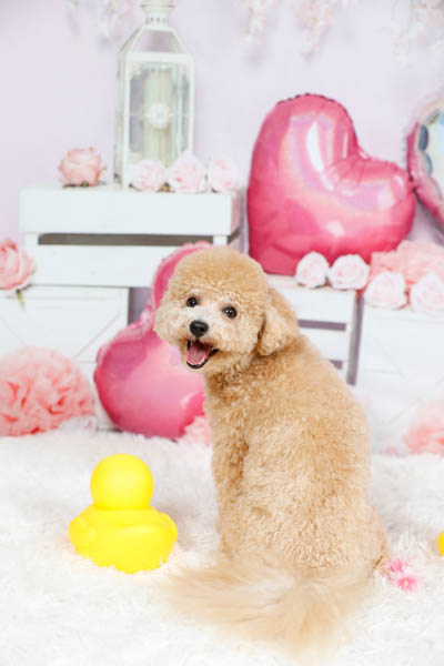 2025年9月27日~9月28日
 DCM大井競馬場前店グランプリ るんちゃん