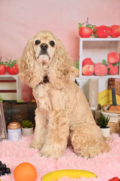 2025年9月27日グッデイ東福岡店グランプリ ローリーちゃん