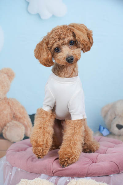 2025年9月27日ジョイフル本田古河店グランプリ ソラくん