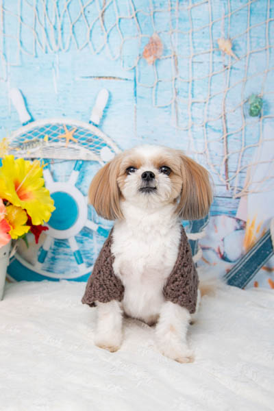 グランプリ 虎太郎くん