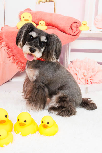 2025年9月28日
 DCM富雄南店グランプリ ルルちゃん